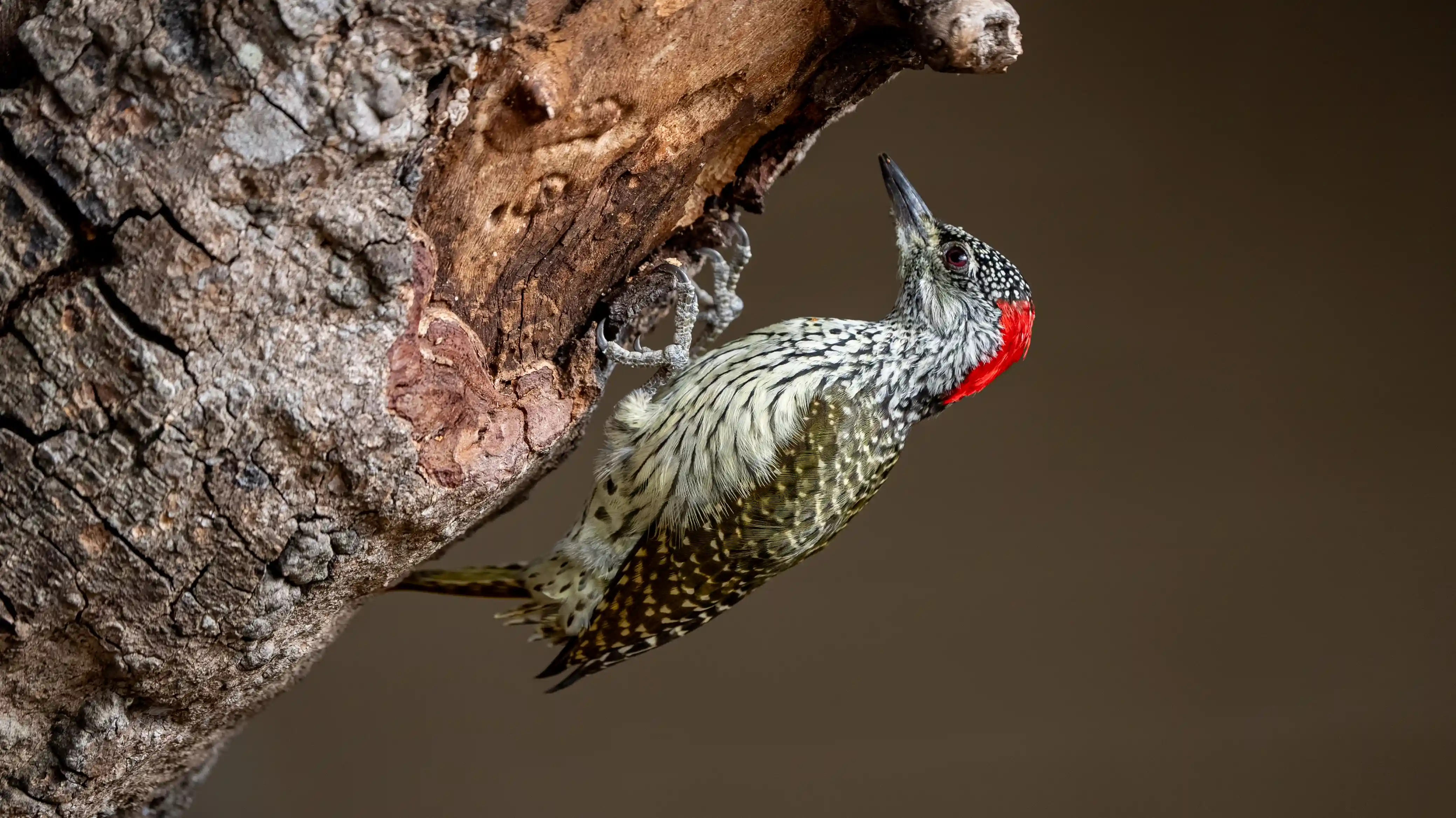 Birds on Africa Birding Tours posed in Header Photo for Index Page