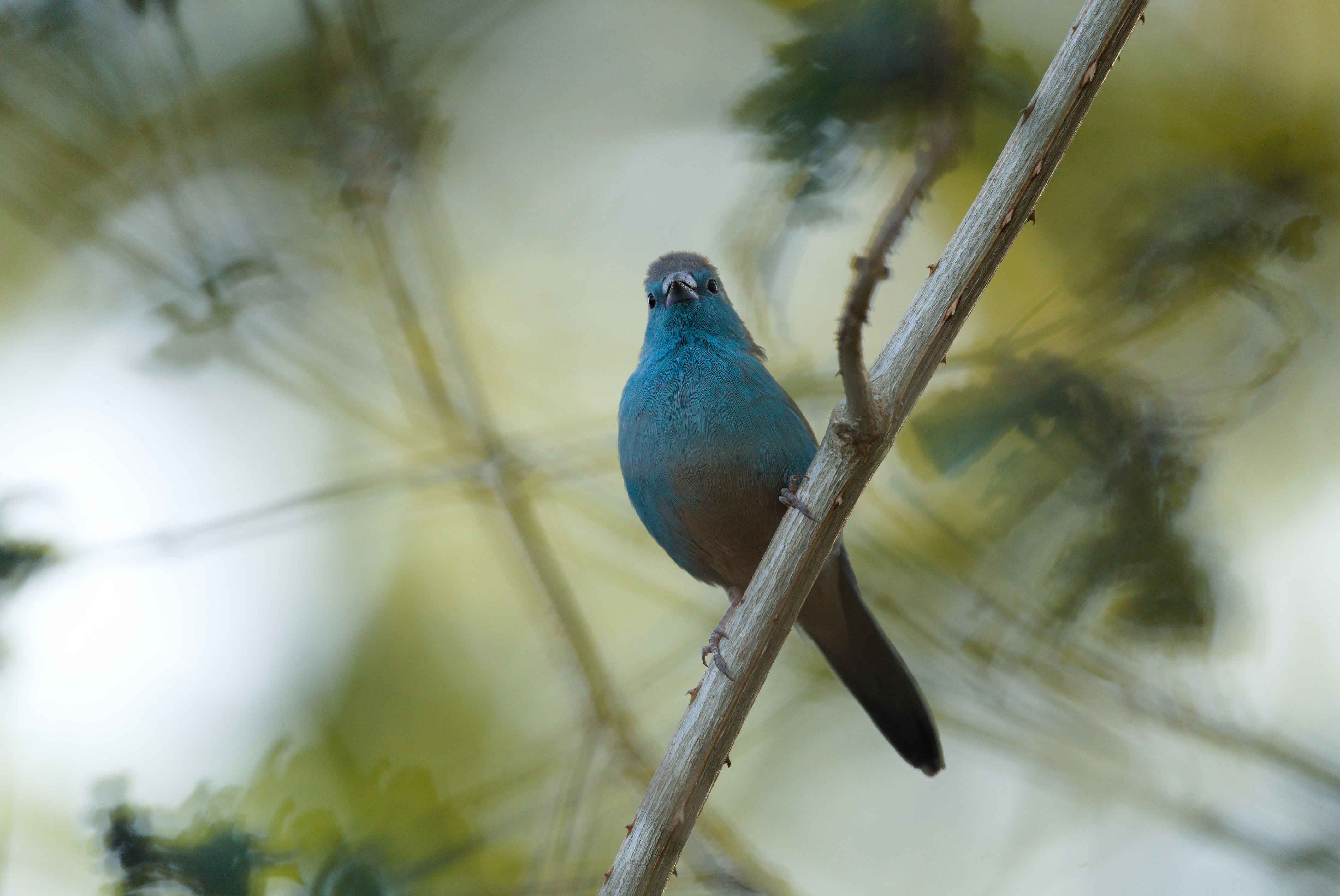 Blue Waxbill posed in Header Photo for Contact Page