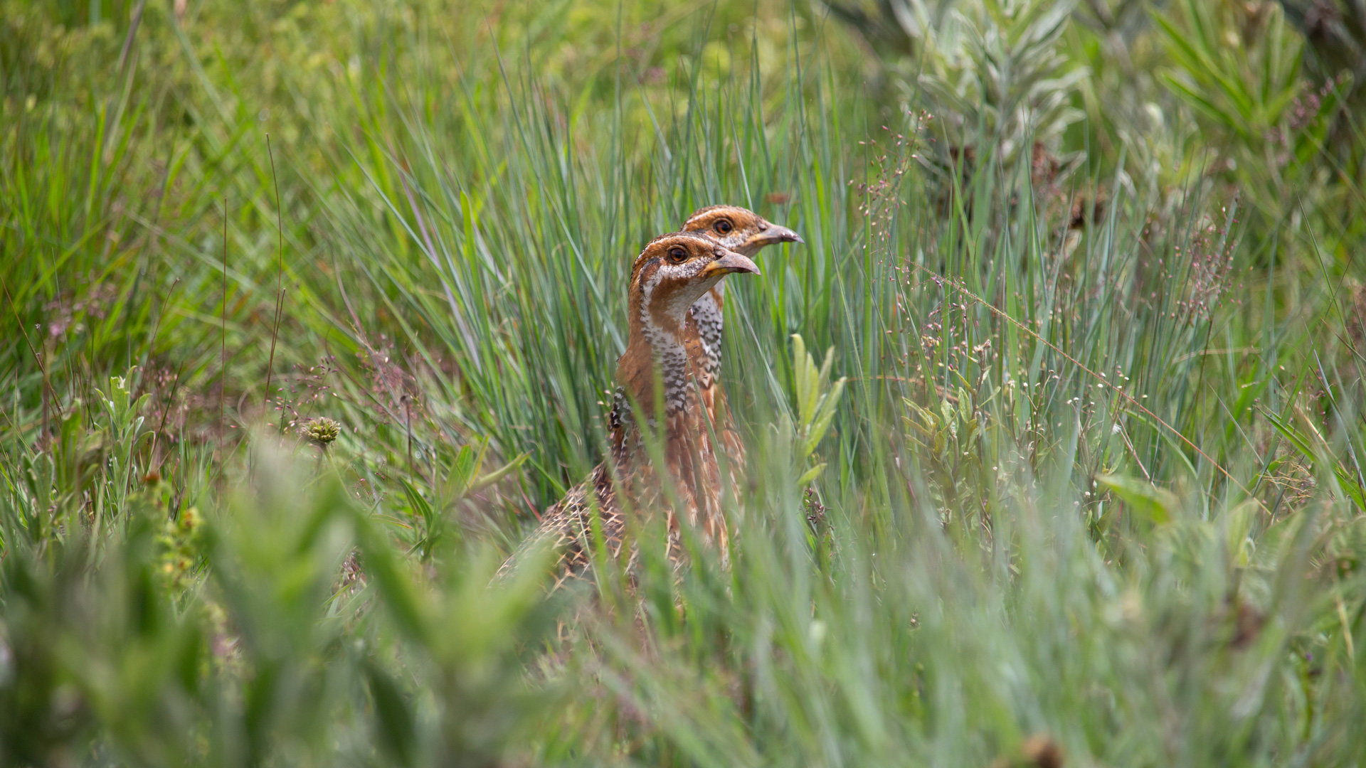 Red-Necked Spurfowl in Nyika National Park on a Africa Birding Safari