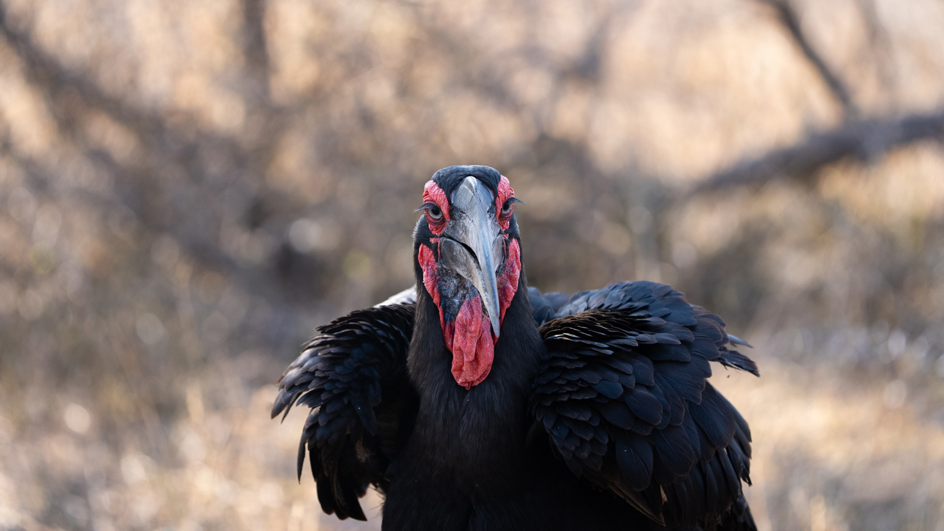 Southern Ground Hornbill on a African Birding Tour