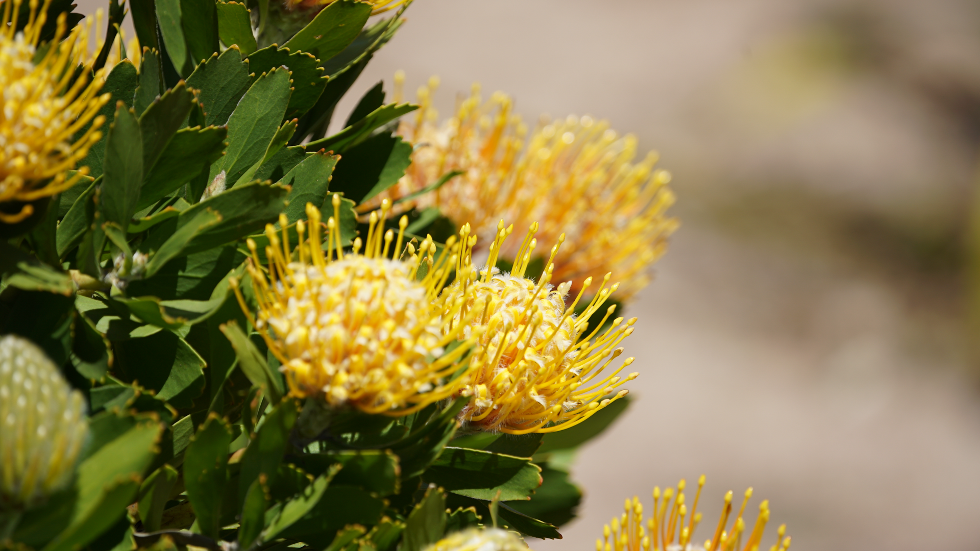 Protea flower on the Cape & Karoo Birding Tour