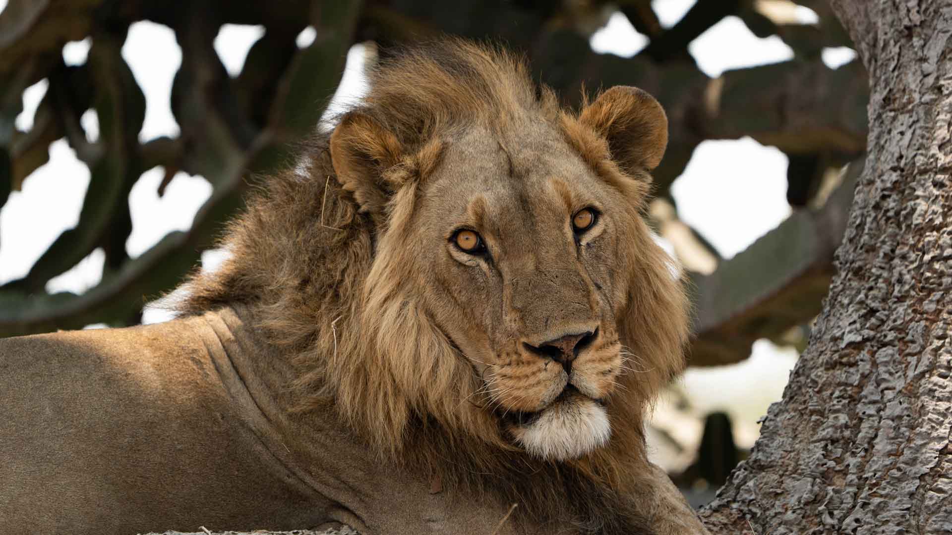 a Lion next to a euphorbia in Kafue National Park on a Afican Birding Safari