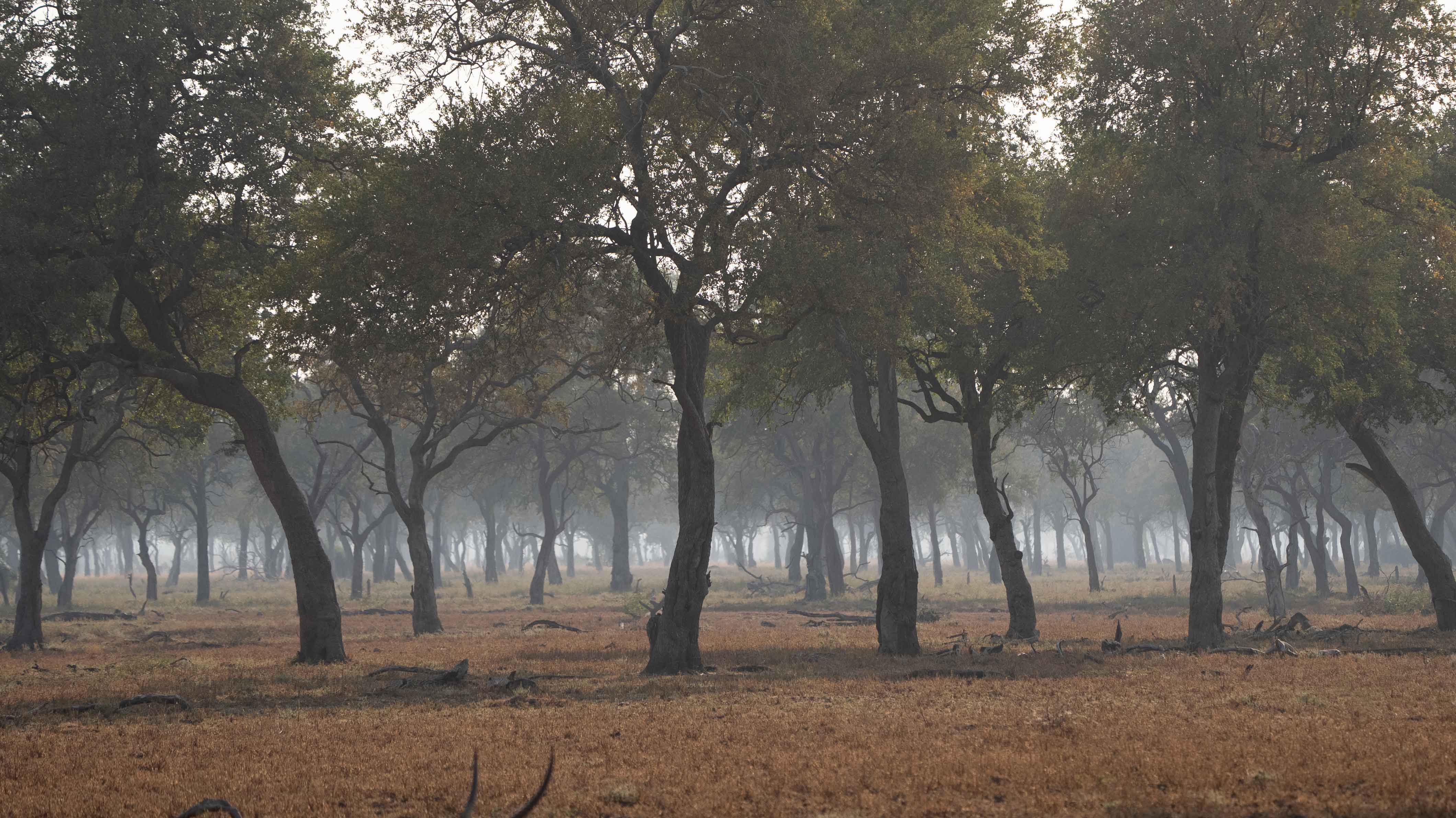 Leadwood forest in South Luangwa National Park on a African Birding Tour