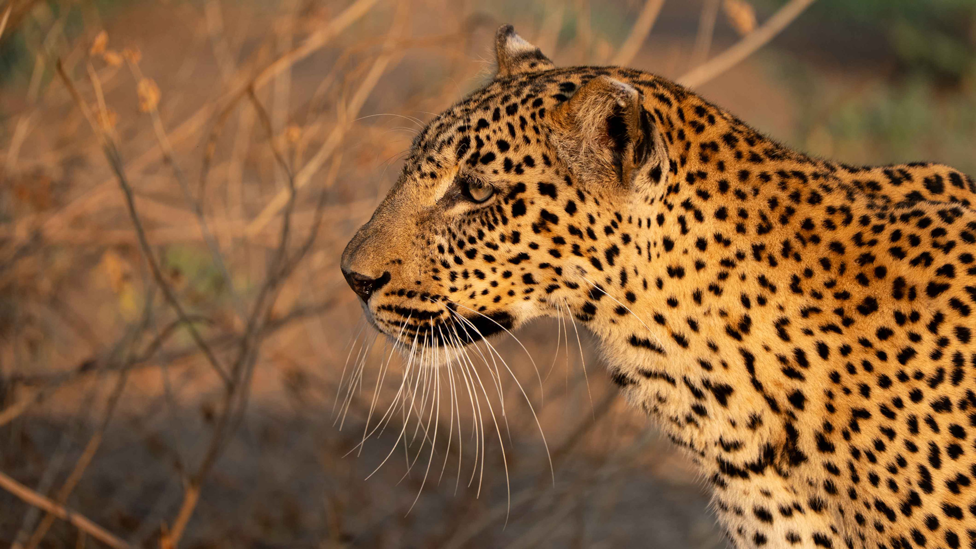 African Leopard on a birding tour in South Luangwa National Park