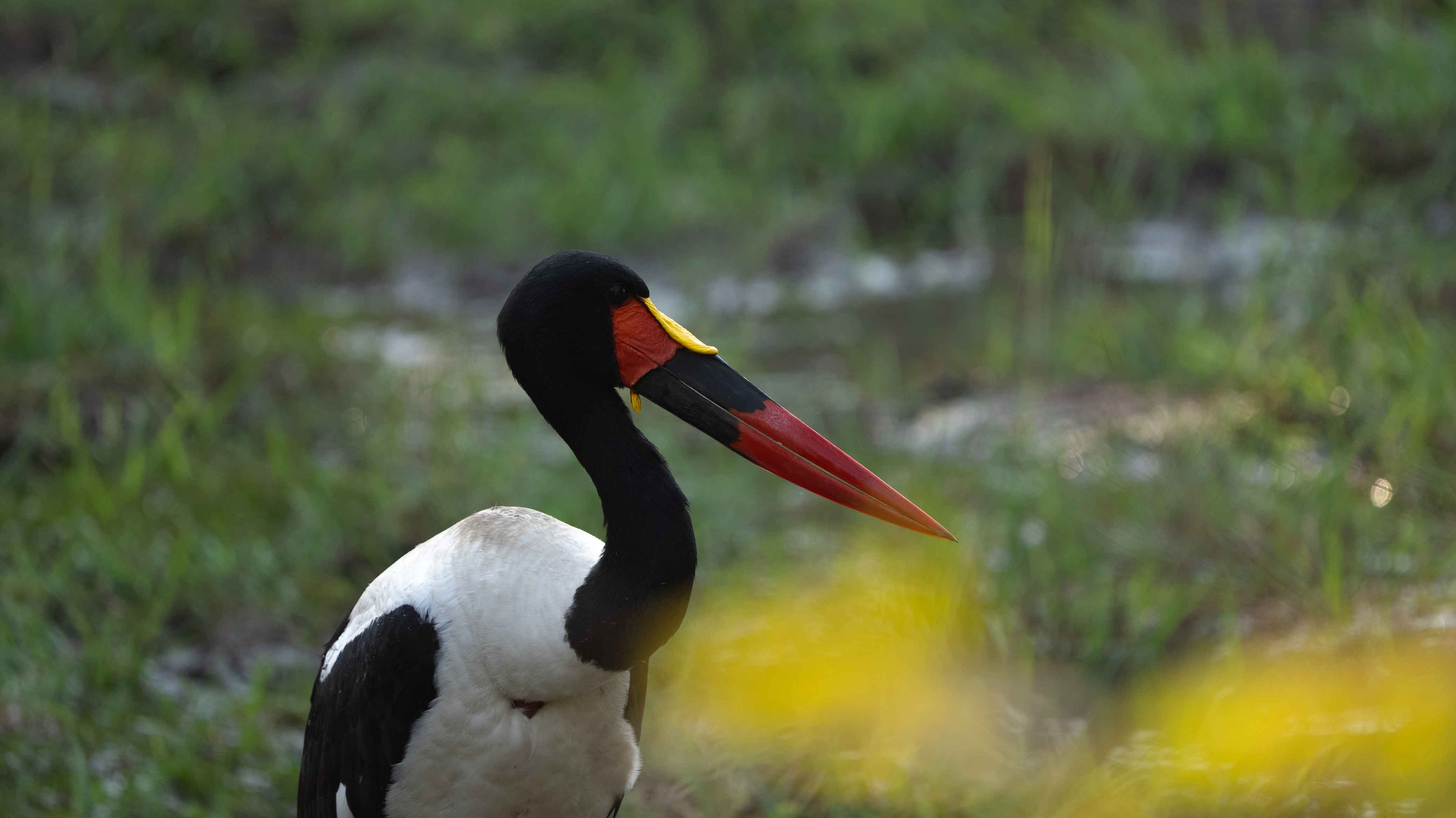 Saddle-Billed Stork in South Luangwa National Park on Africa Birding Tour